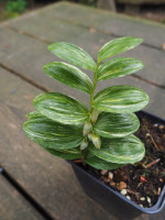 /album/fotogalerie-nabidka/polygonatum-pumilum-ryusei-jpg/